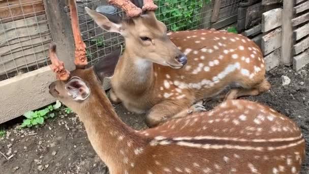 Přátelští divocí jeleni ležící na zemi a odpočívající, s oranžovou srstí a tečkami na zádech, jako bambi — Stock video