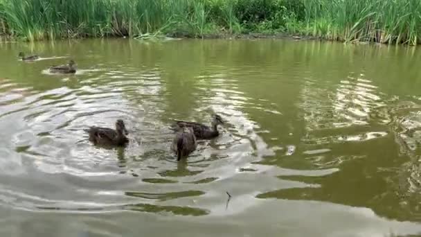 많은 오리들이 연못에서 헤엄치고, 빵을 먹고, 오리 먹이 개념 — 비디오