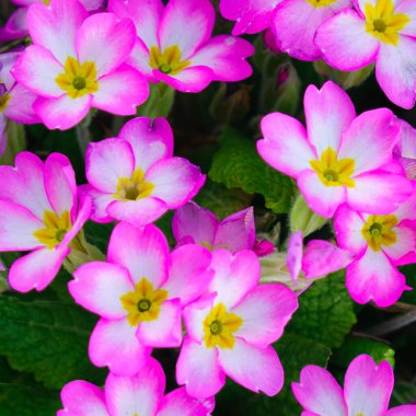 Bahar pembe çiçek, primula polyanthus arka plan, baharda mor çuha çiçekleri, bahçedeki güzel renkler.