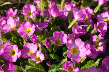 Bahar pembe çiçek, primula polyanthus arka plan, baharda mor çuha çiçekleri, bahçedeki güzel renkler.