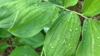 Yağmur sonrası yeşil yapraklara su damlaları, yeşil yapraklar doğal organik bahçe arka planı.