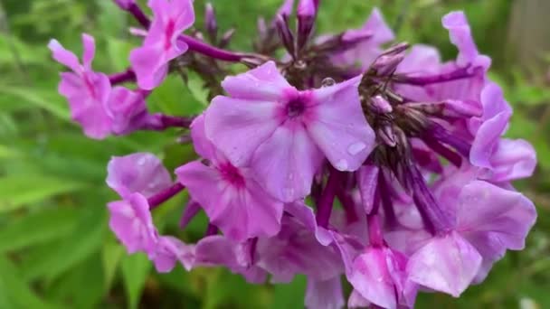 Brunch roxo de flores phlox paniculata no jardim close-up em tempo chuvoso movendo-se pelo vento — Vídeo de Stock