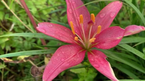 Fiore di giglio rosa con gocce di pioggia sui petali da vicino in giardino, bellissimo fiore fiorito estivo — Video Stock