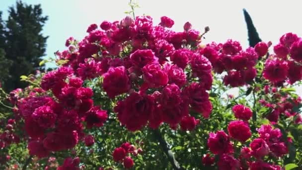 园中的玫瑰，玫瑰丛生，花园里的粉红花朵随风飘荡，夏日的自然背景五彩斑斓 — 图库视频影像