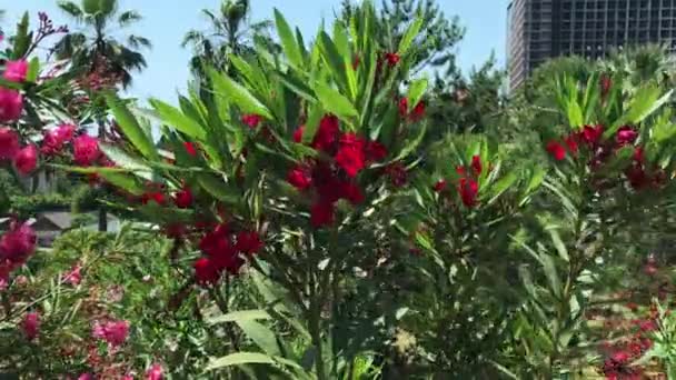 Rosafarbene Oleanderblüten und Zweige, Nerium-Oleander, der sich im Sommer vor blauem Himmel und hohen Gebäuden im Wind bewegt — Stockvideo