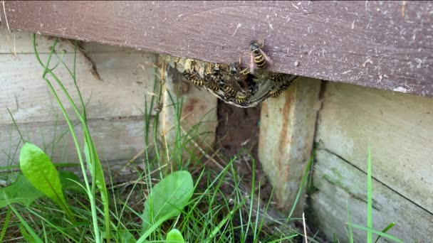 Paper wasp nest on wooden fence close up, angry wasps coming out of their house to defend it and they look terrifying Royalty Free Stock Footage