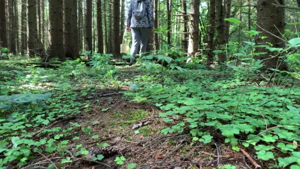 一个拿着篮子和背包在森林里捡蘑菇的女人正在找蘑菇 — 图库视频影像