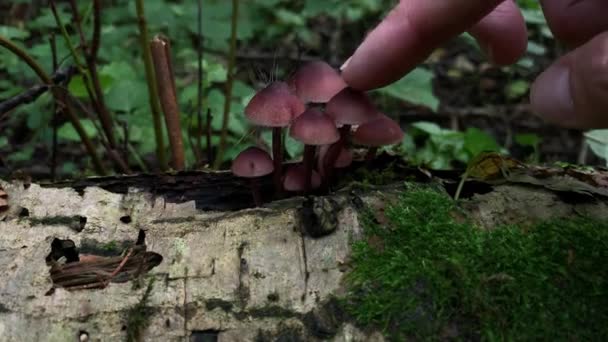 Ruční dotykové poháry muchomůrek v lese, nejedlé halucinogenní houby rostoucí ve dřevě — Stock video