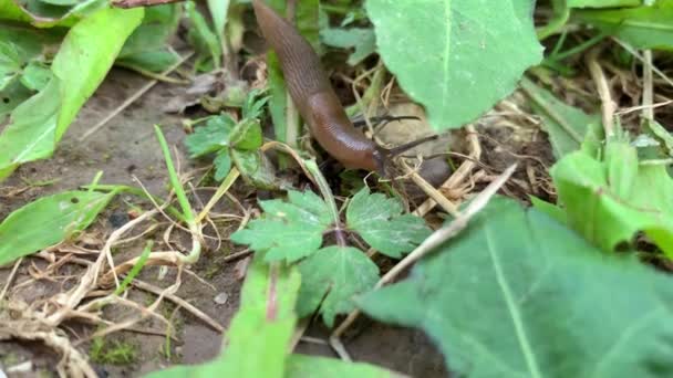 Una gran babosa marrón moviéndose, arrastrándose a través de la hierba en el jardín, plaga de la agricultura — Vídeos de Stock