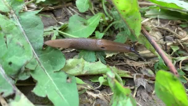 Une Grosse Limace Brune Déplaçant Rampant Dans Herbe Dans Jardin — Video