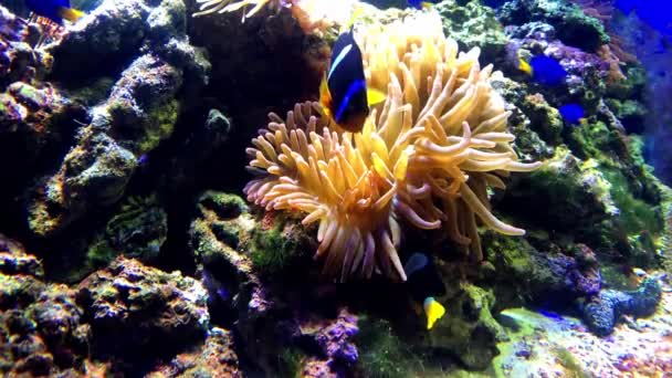 Tropiskt fiskakvarium, underbar och vacker undervattensvärld med koraller och tropiska fiskar, färgglatt havsliv — Stockvideo