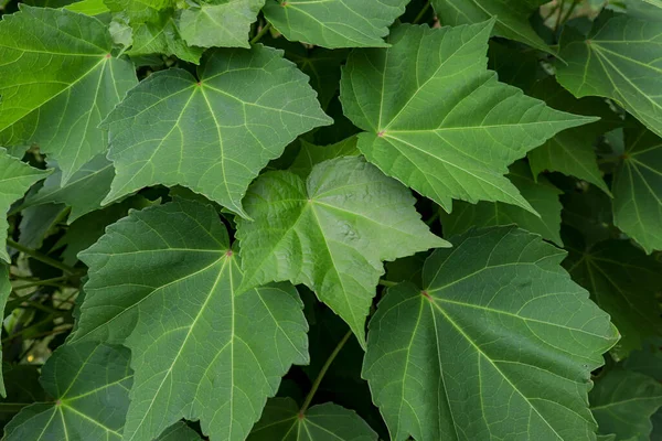 Ivy green background close up, wall covered with green leaves close up, summer abstract foliage