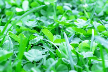 Yeşil yapraklı yonca arka planı, yonca çimlerini kapatın.