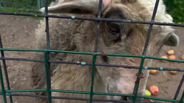 Een grijs shaggy schaap op een boerderij achter een metalen hek bedelen voor voedsel, likken metalen staven close-up — Stockvideo