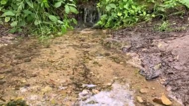 Mavi lastik çizmeli bir yürüyüşçü nehri geçer, ilkbaharda ormanda.
