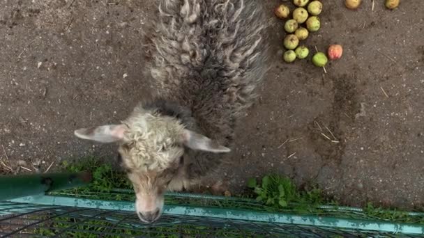 Een grijs shaggy schaap op een boerderij achter een metalen hek, bovenaanzicht, bedelen voor voedsel — Stockvideo