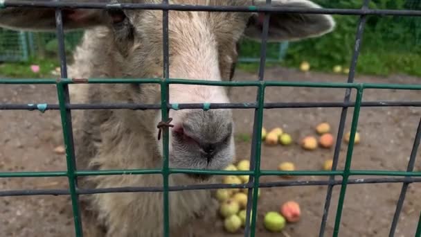Een grijs shaggy schaap op een boerderij achter een metalen hek bedelen voor voedsel, likken metalen staven close-up — Stockvideo