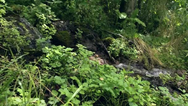 A traveller hiker in rubber boots walking through the wet forest and crossing the spring, moor swampy terrain — Stock Video