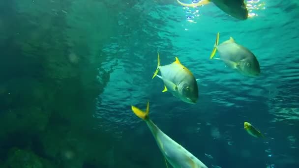 Skupina velkých stříbrných ryb se žlutými ploutvemi plovoucími v modré vodě, podmořský svět zblízka — Stock video