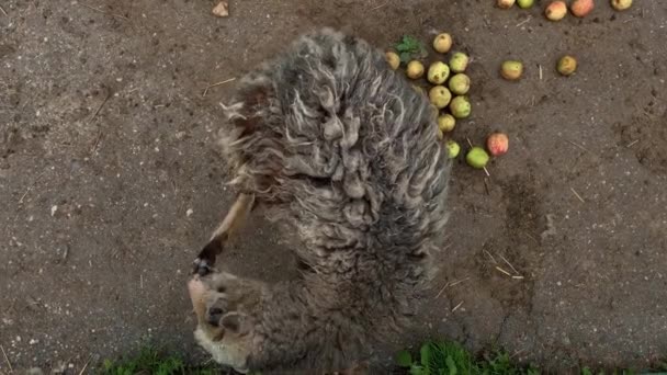 Uma ovelha desgrenhada cinza em uma fazenda lambendo sua perna — Vídeo de Stock