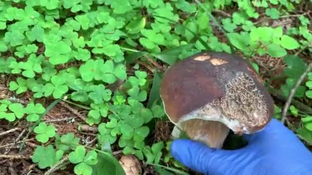 Ruka houbového sběrače v modré gumové rukavici sbírající bílé houby zblízka, hledající houby ve dřevě — Stock video