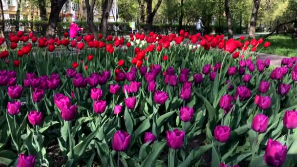Molti fiori di tulipano rosso e viola nel parco cittadino, persone che camminano sullo sfondo — Video Stock