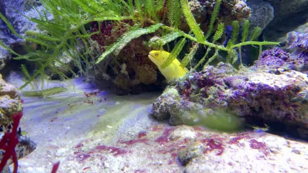 Sárga bordás angolna kihajolva üregéből, víz alatti trópusi életéből — Stock videók