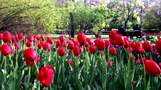 Many red and violet tulip flowers in city park, people sitting on a bench and resting on background — Stock Video