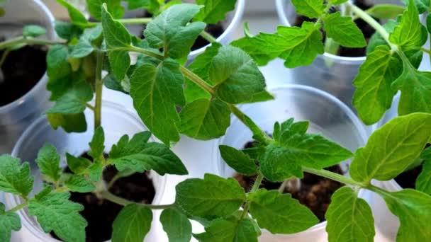 Pequenas mudas de tomate verde em uma xícara de plástico em uma soleira da janela, sementes de legumes crescendo dentro de casa para uso no jardim depois — Vídeo de Stock