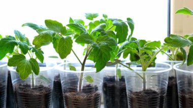 Pencere kenarındaki plastik bardaklarda küçük yeşil domates tohumları, bahçe kullanımı için içeride yetişen sebze tohumları.