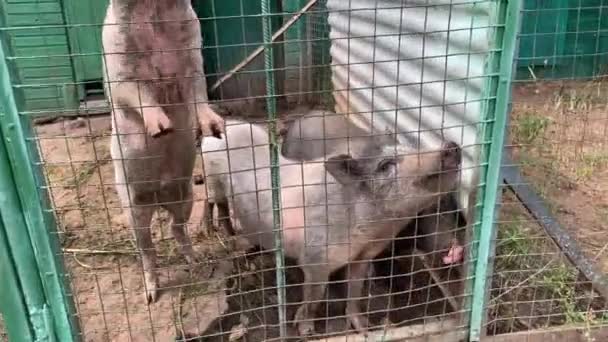 Üç üzgün, aç, çamurlu domuz metal çitin arkasında çiftlik hayvanlarının çiftliğinde. — Stok video