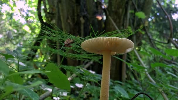 Un gran hongo tóxico venenoso, heces de sapo en un bosque hierba verde de cerca — Vídeos de Stock