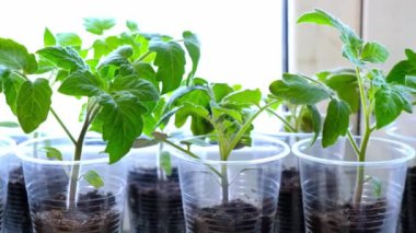 Pencere kenarındaki plastik bardaklarda küçük yeşil domates tohumları, bahçe kullanımı için içeride yetişen sebze tohumları.