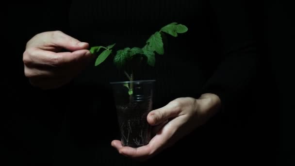 Руки людини, що тримають розсаду зеленого помідора на чорному тлі, захист навколишнього середовища та екологічне життя, концепція вирощування органічних продуктів харчування — стокове відео