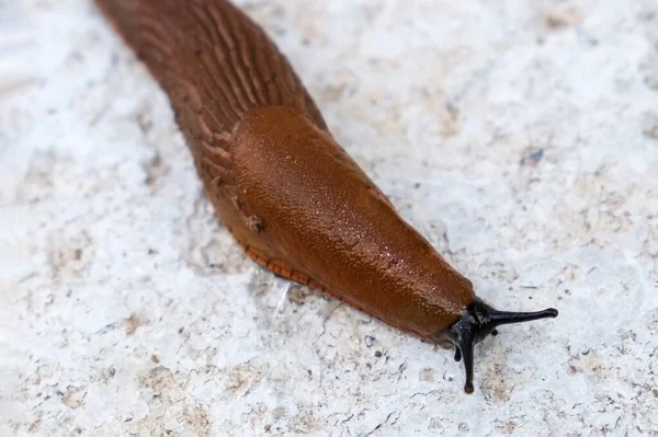 Spanische Schnecke Arion Vulgaris Schnecke Kriecht Auf Einem Gartenbetonweg Invasive — Stockfoto