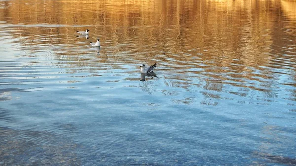 Drie Meeuwen Zwemmen Meer Zoek Naar Voedsel Herfst Slowakije — Stockfoto