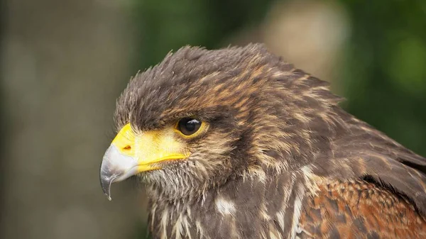 Retrato Hawk Harris Parabuteo Observa Arredores Floresta — Fotografia de Stock