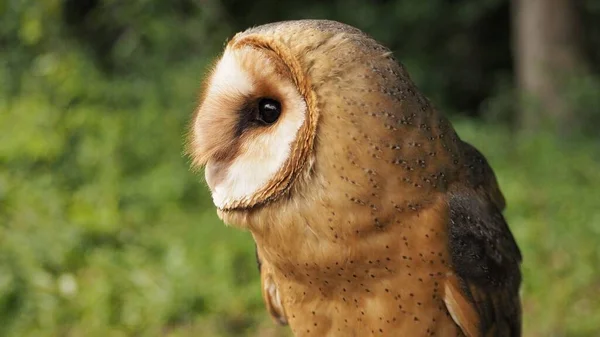 Barn Owl Tyto Alba Sits Quietly Calmy Forest — Stock Photo, Image