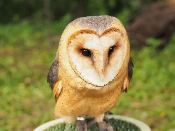 Barn Owl Tyto Alba Sits Quietly Calmy Forest — Stock Photo, Image