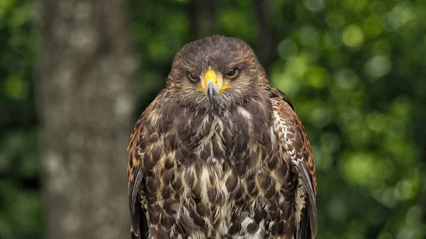 Hawk Harris Parabuteo Patrzący Ofiarę Lesie — Zdjęcie stockowe