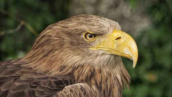 Portret Van Zeearend Haliaeetus Albicilla Observeert Omgeving Slowakije — Stockfoto