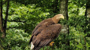 Deniz kartalı portresi (Haliaeetus albicilla) Slovakya 'daki çevreyi gözlemler..