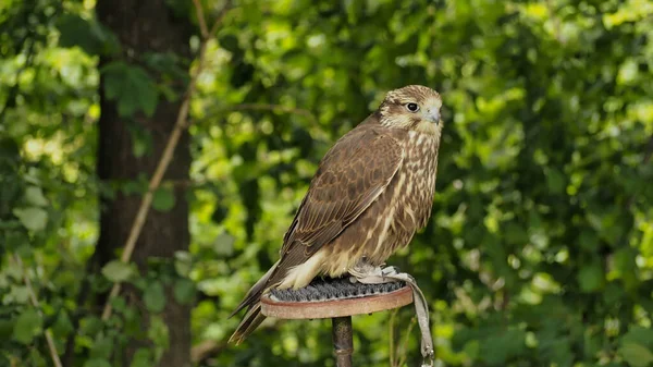 Saker Valk Falco Cherrug Zoek Naar Prooi Het Bos — Stockfoto