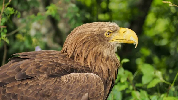 Portret Van Zeearend Haliaeetus Albicilla Observeert Omgeving Slowakije — Stockfoto