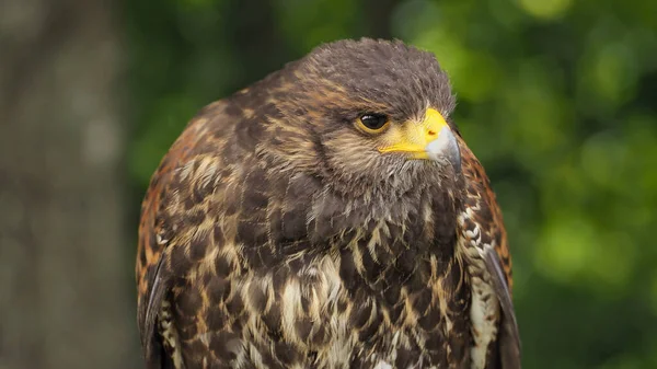 Saker Valk Falco Cherrug Zoek Naar Prooi Het Bos — Stockfoto