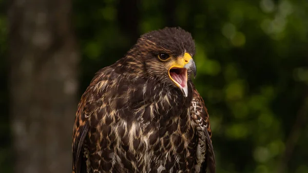 Portrait Hawk Harris Parabuteo Observes Surroundings Forest — Stock Photo, Image