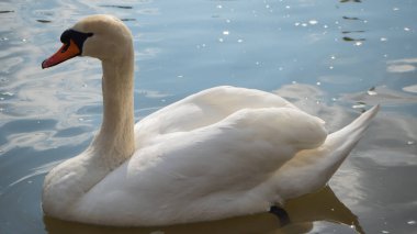 Beyaz kuğu suda sakince ve huzur içinde yüzer..