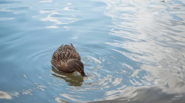 野鸭中的雌鸭 Anas Platyrhynchos 在湖中寻找鱼 — 图库照片