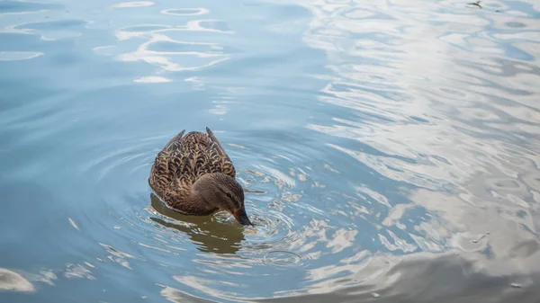 Honan Gräsänder Anas Platyrhynchos Letar Efter Fisk Sjön — Stockfoto