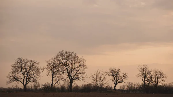 Hermoso Cielo Naranja Con Árboles Silluetes Medio Nada —  Fotos de Stock